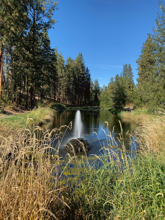 a pond surrounded by tall grass and trees